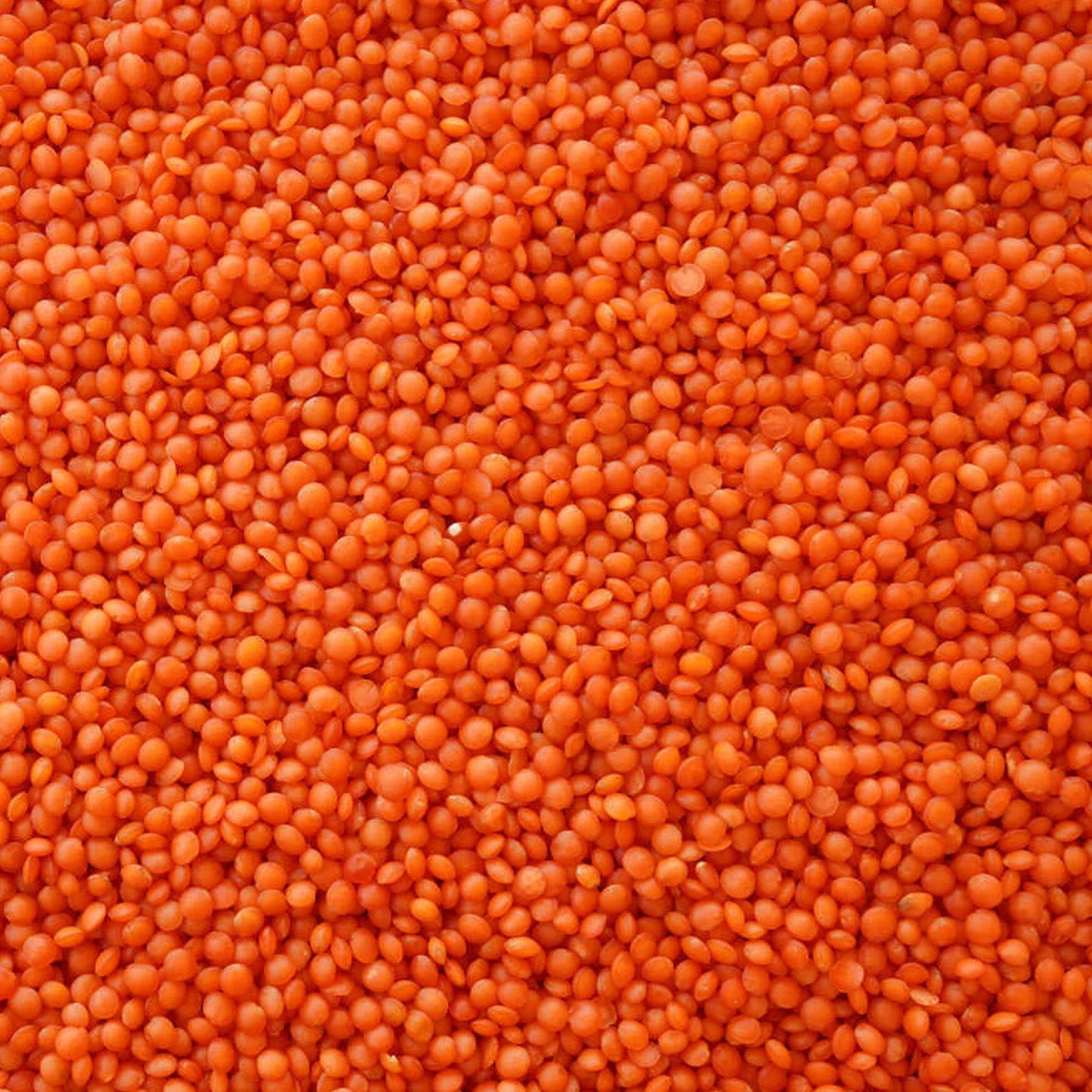 Hasata Red Lentils 1 kg (35.3 oz) – Premium Split Lentils