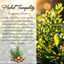 Crystal-Infused Solar Plexus Chakra Reed Diffuser - Herbal Serenity, 100ml - Korvel
