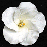 Hibiscus Flower Decorations - Medium White - 16 Count
