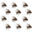 Hares Ear Holy Grail Caddis Pupa Emerger - Size 16 (12 Flies)