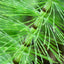 Premium Cut Horsetail (Shavegrass) - Natural Herbal Supplement - Korvel