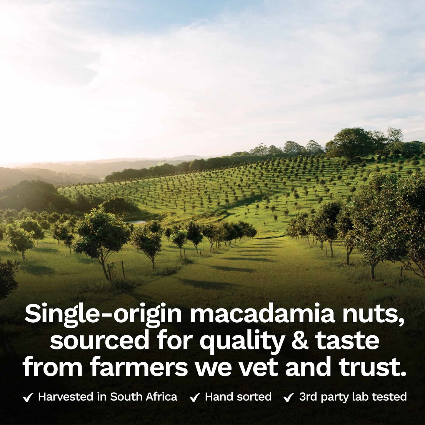 Premium Raw Macadamia Nuts - 2 lbs