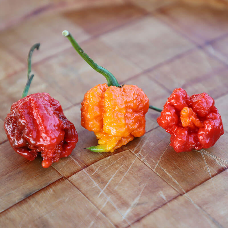 Miel Infusé au Carolina Reaper