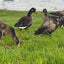 Ultimate Econo Specklebelly Goose Decoys - Korvel