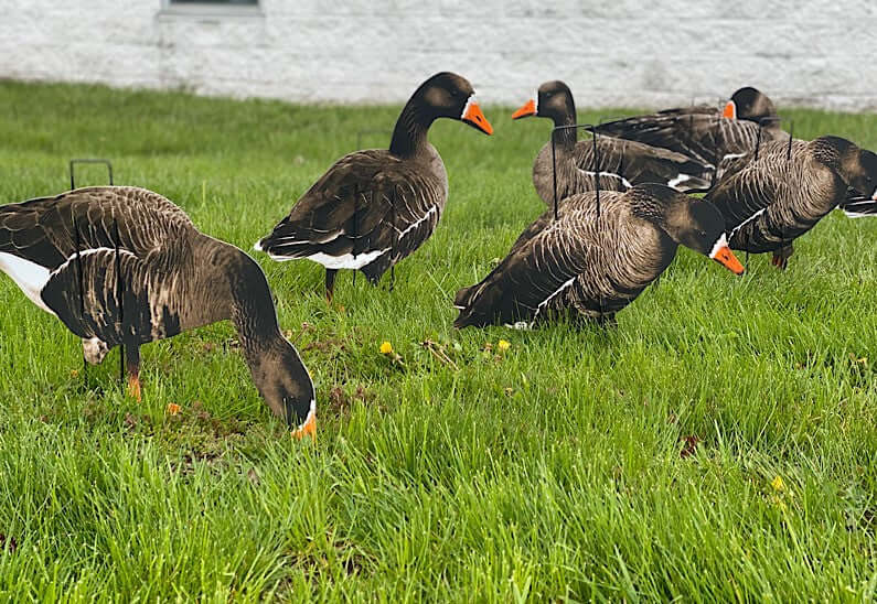 Ultimate Econo Specklebelly Goose Decoys - Korvel
