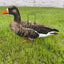 Ultimate Econo Specklebelly Goose Decoys - Korvel