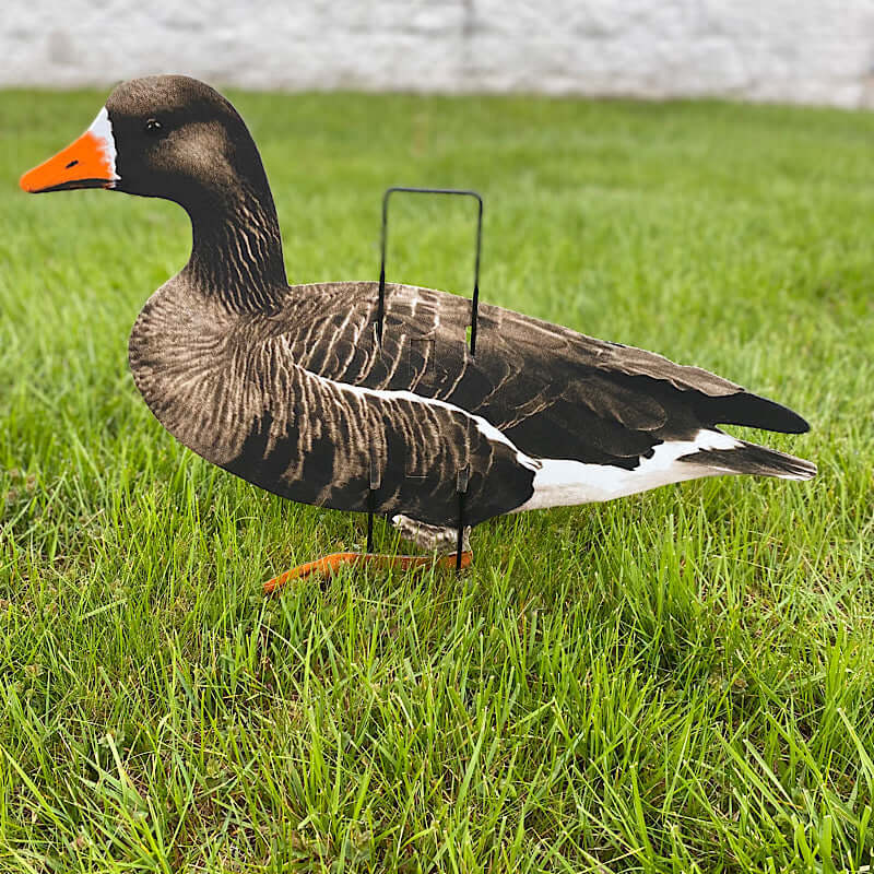 Ultimate Econo Specklebelly Goose Decoys - Korvel