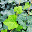 Arctic Ivy Soy Candle – Invigorating Freshness for Your Space