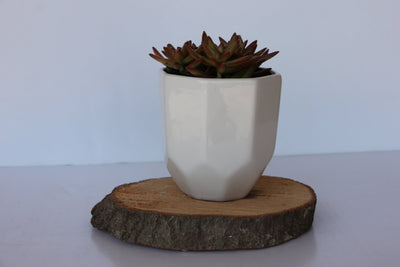 Charming Mini Ceramic Planter for Your Home - Korvel