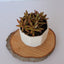 Charming Mini Ceramic Planter for Your Home - Korvel