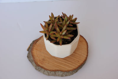 Charming Mini Ceramic Planter for Your Home - Korvel