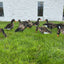 Ultimate Econo Specklebelly Goose Decoys - Korvel