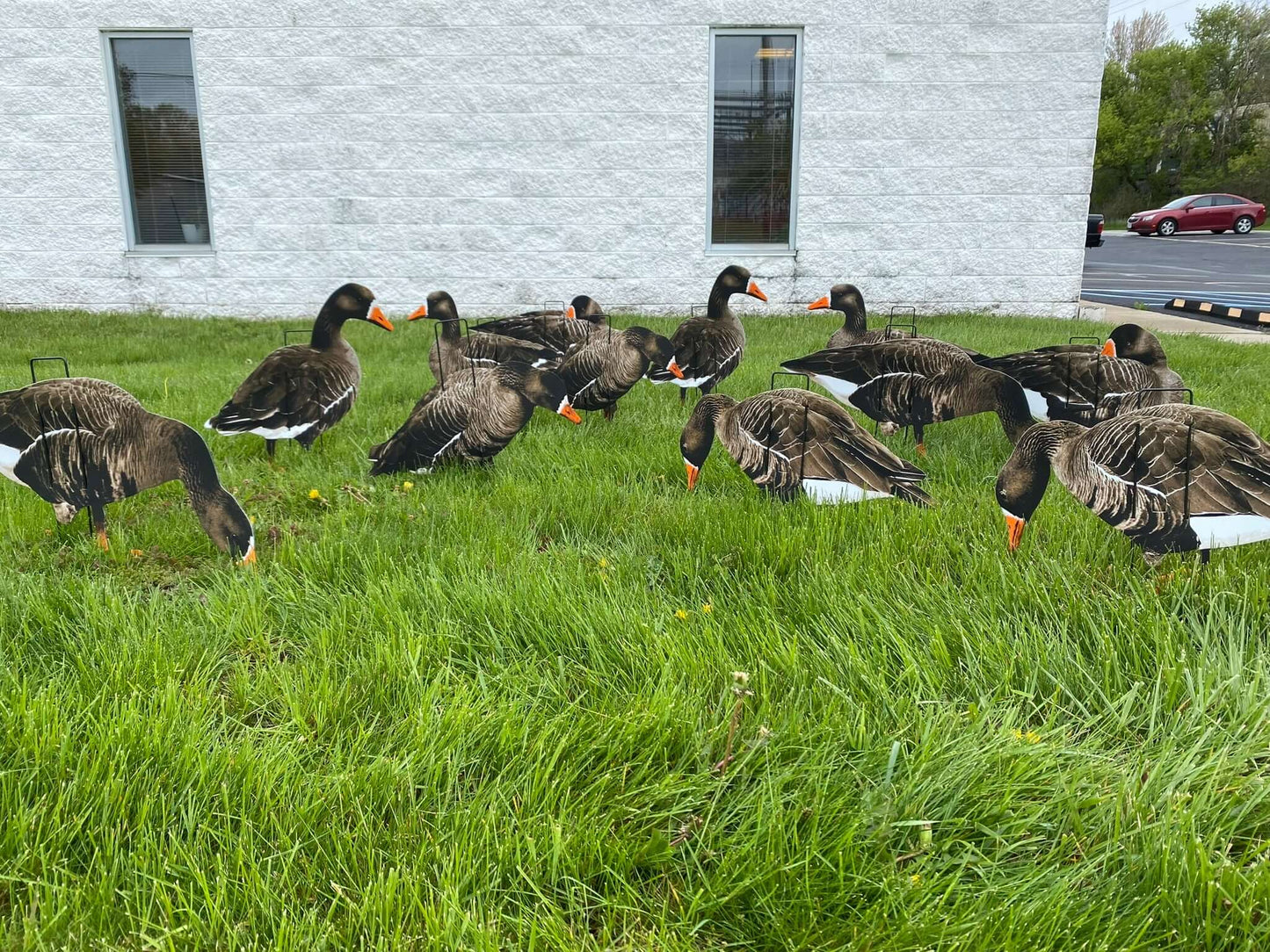 Ultimate Econo Specklebelly Goose Decoys - Korvel