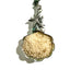 Juniper Apple Infused Artisan Culinary Sugar