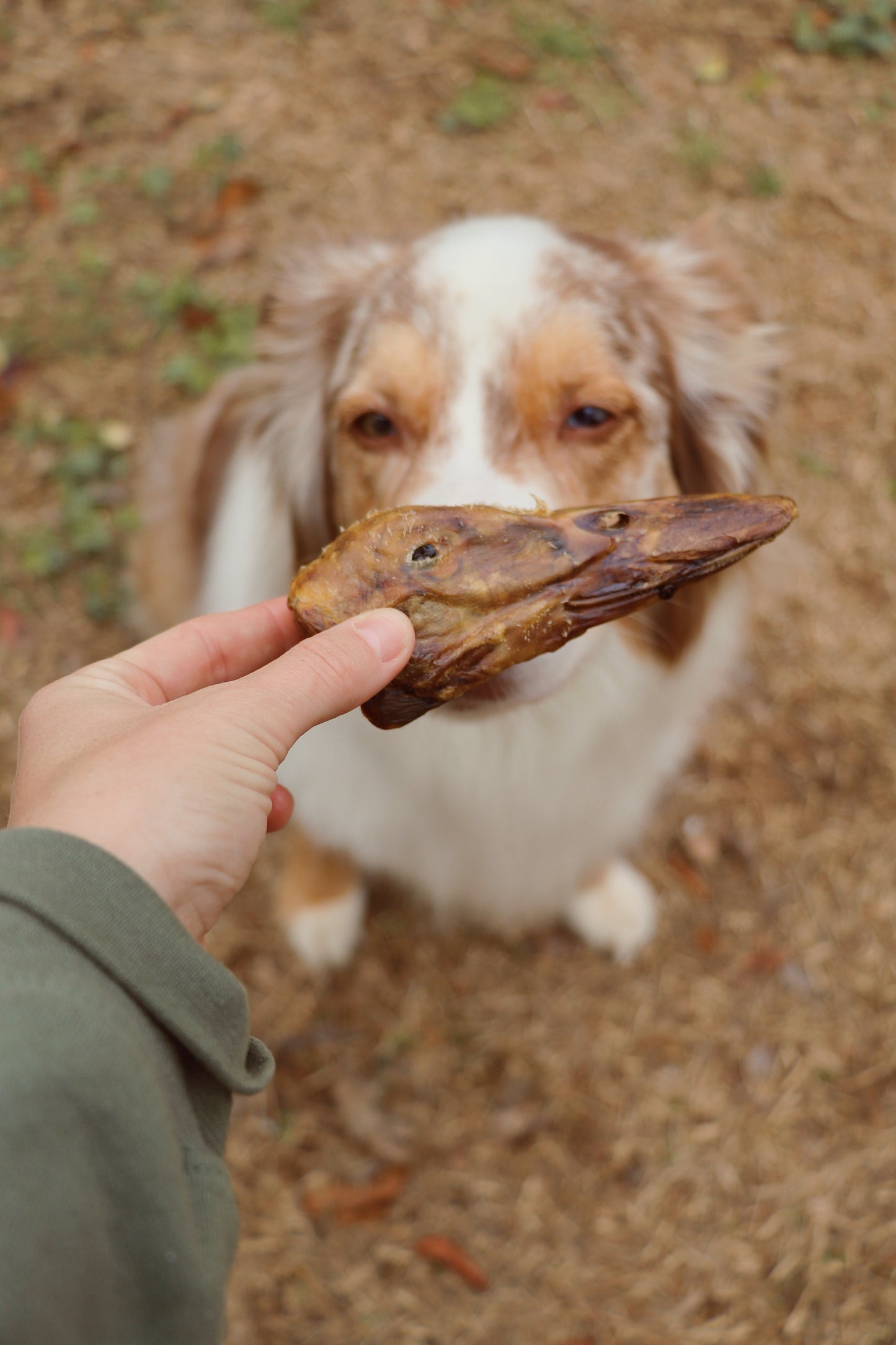 Friandises savoureuses pour chiens à la tête de canard - Naturelles et nutritives