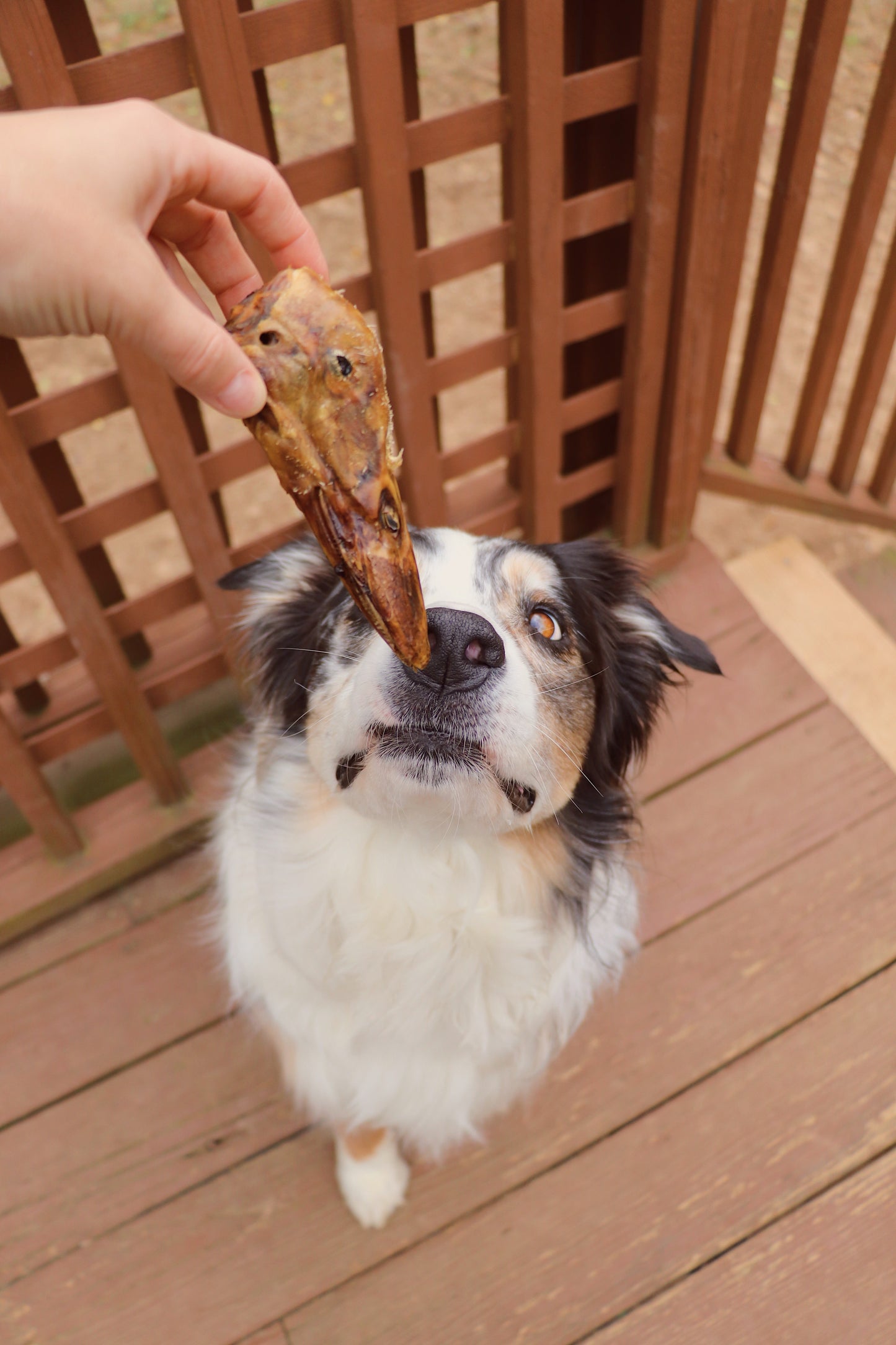 Friandises savoureuses pour chiens à la tête de canard - Naturelles et nutritives