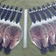 Dual-Sided Canada & Snow Goose Decoy – CS1 by Top Down Decoys® - Korvel