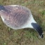 Dual-Sided Canada & Snow Goose Decoy – CS1 by Top Down Decoys® - Korvel
