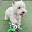 Jouets de football pour chiens durables pour un jeu actif