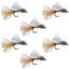 Tan Iris Caddis Emerger Caddis  Trout Dry Fly - 6 Flies Hook Size 14 - Korvel