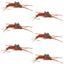 Premium Tungsten Bead Kaufmann's Brown Stonefly Nymph - 6 Pack Size 12 - Korvel
