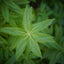 Aromatic Lemon Verbena Herb - Cut & Sifted - Korvel