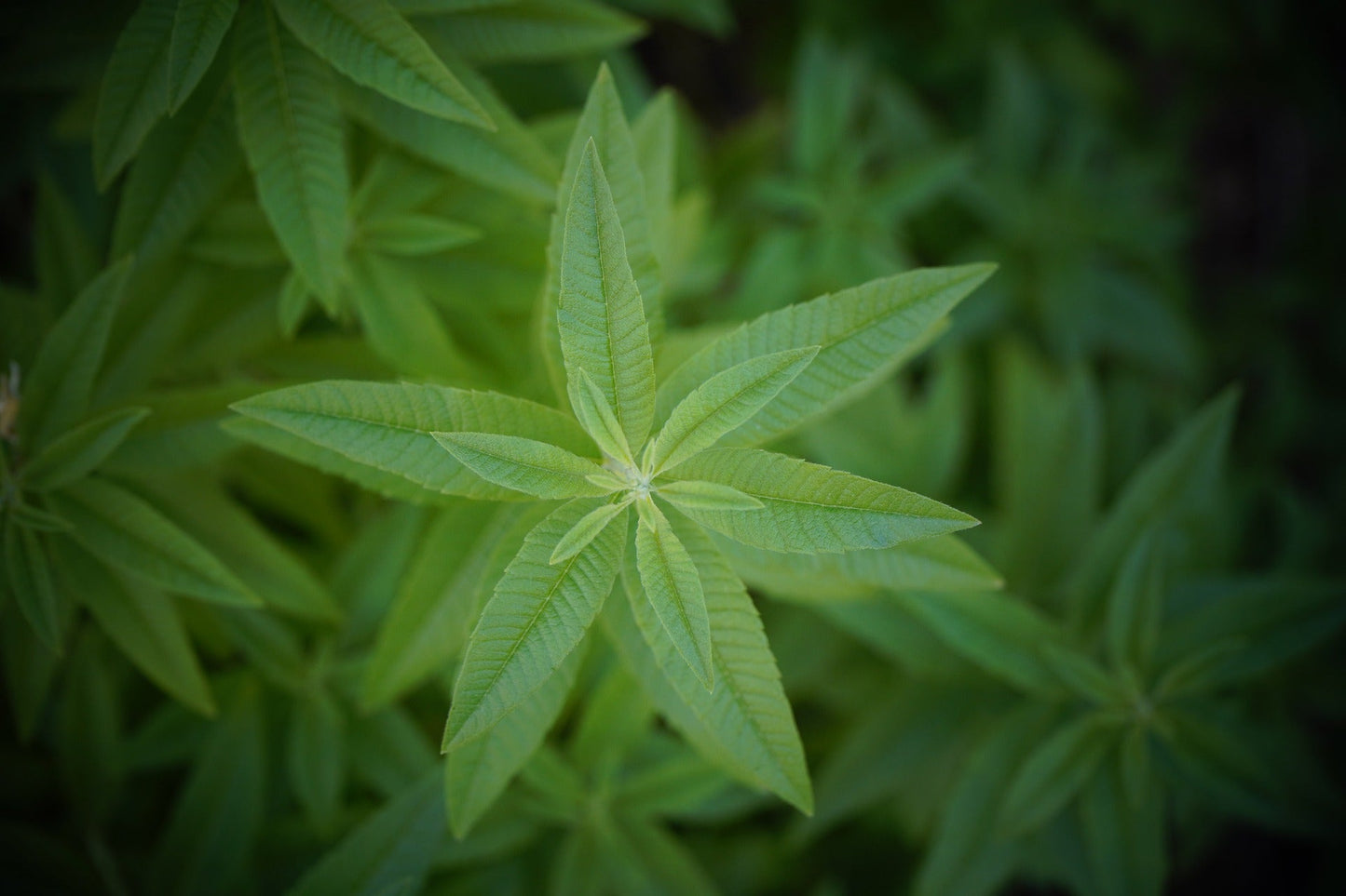 Aromatic Lemon Verbena Herb - Cut & Sifted - Korvel