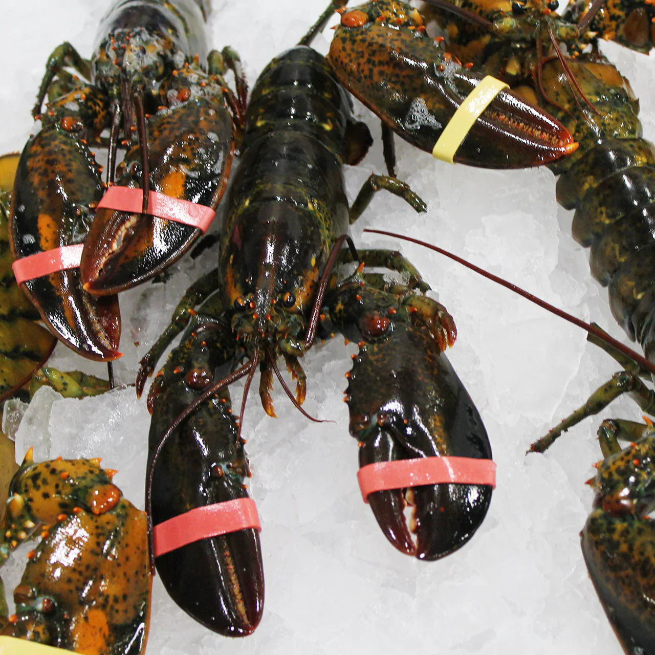 Homard vivant du Maine – Frais, provenant de sources durables, livré en une nuit