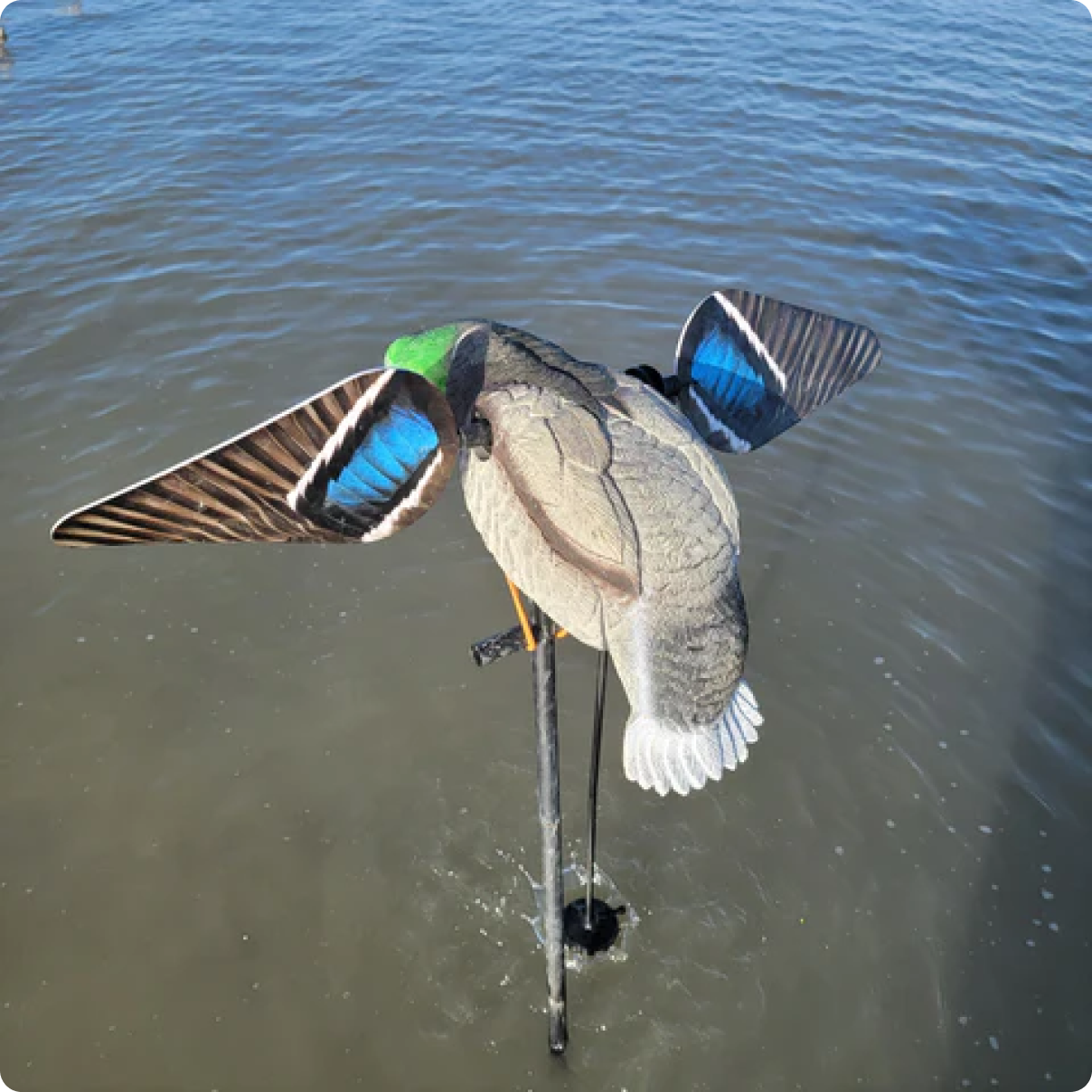 Super Lucky Duck Animator V2 - Enhanced Motion Decoy System - Korvel