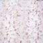 Natural Taupe Luxe Cuddle Milan Lynx Fabric per Yard