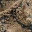 Walnut Luxe Cuddle Wild Rabbit Fabric - 58"/60" per Yard