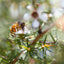 Premium New Zealand Manuka Honey - Rich & Healing - Korvel