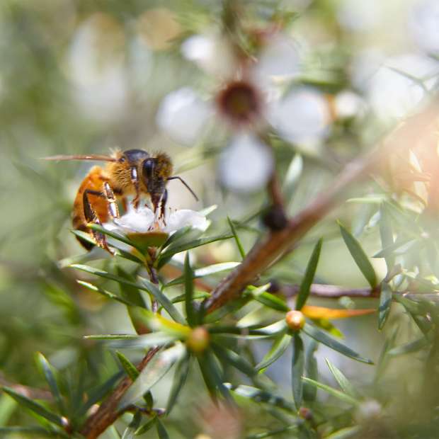 Premium New Zealand Manuka Honey - Rich & Healing - Korvel