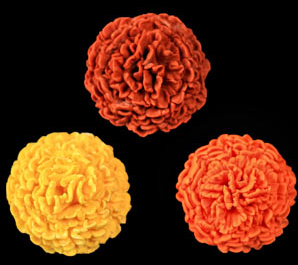 Fleurs de souci - Jaune, Orange et Rouille - 32 pièces