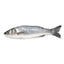 Moda Branzino (Sea Bass) – Bulk Gutted Whole Fish, 10 pcs, 5–6 lbs Total