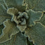 Hoja de Mullein Cortada y Tamizada Premium