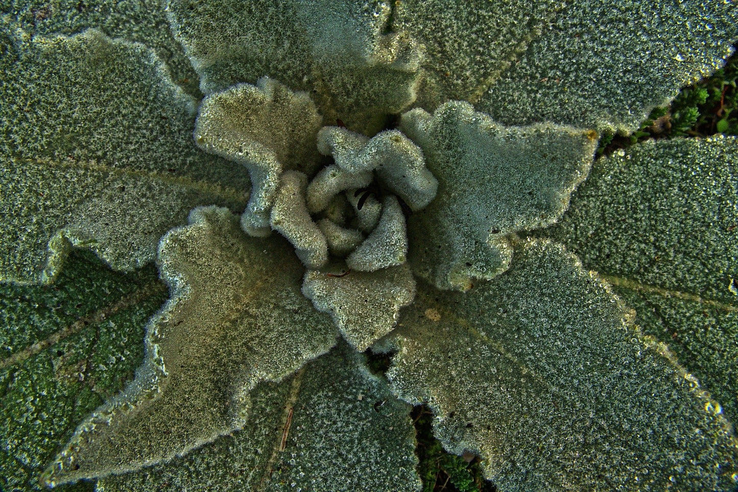 Hoja de Mullein Cortada y Tamizada Premium