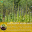 Premium Mullein Leaf Tea Bags - 100% Natural & Pure