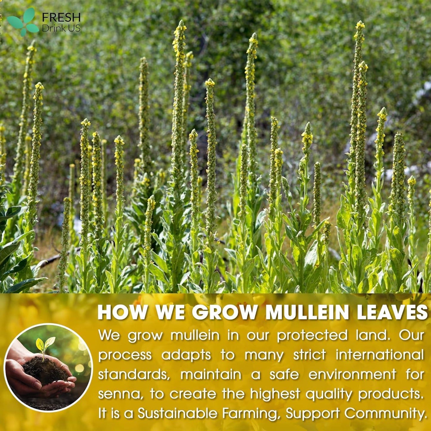 Premium Mullein Leaf Tea Bags - 100% Natural & Pure