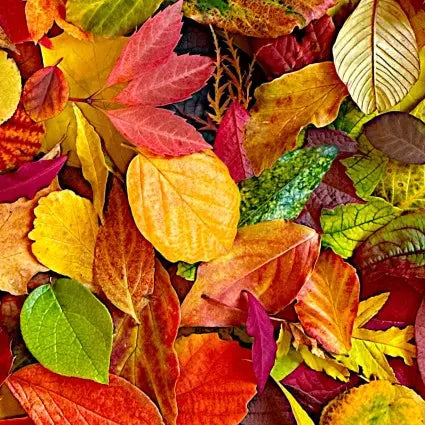 Multi All Fall Down Leaves Cotton Wideback Fabric