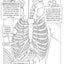 Discover the Wonders of the Human Body: A Fun Coloring Adventure - Korvel