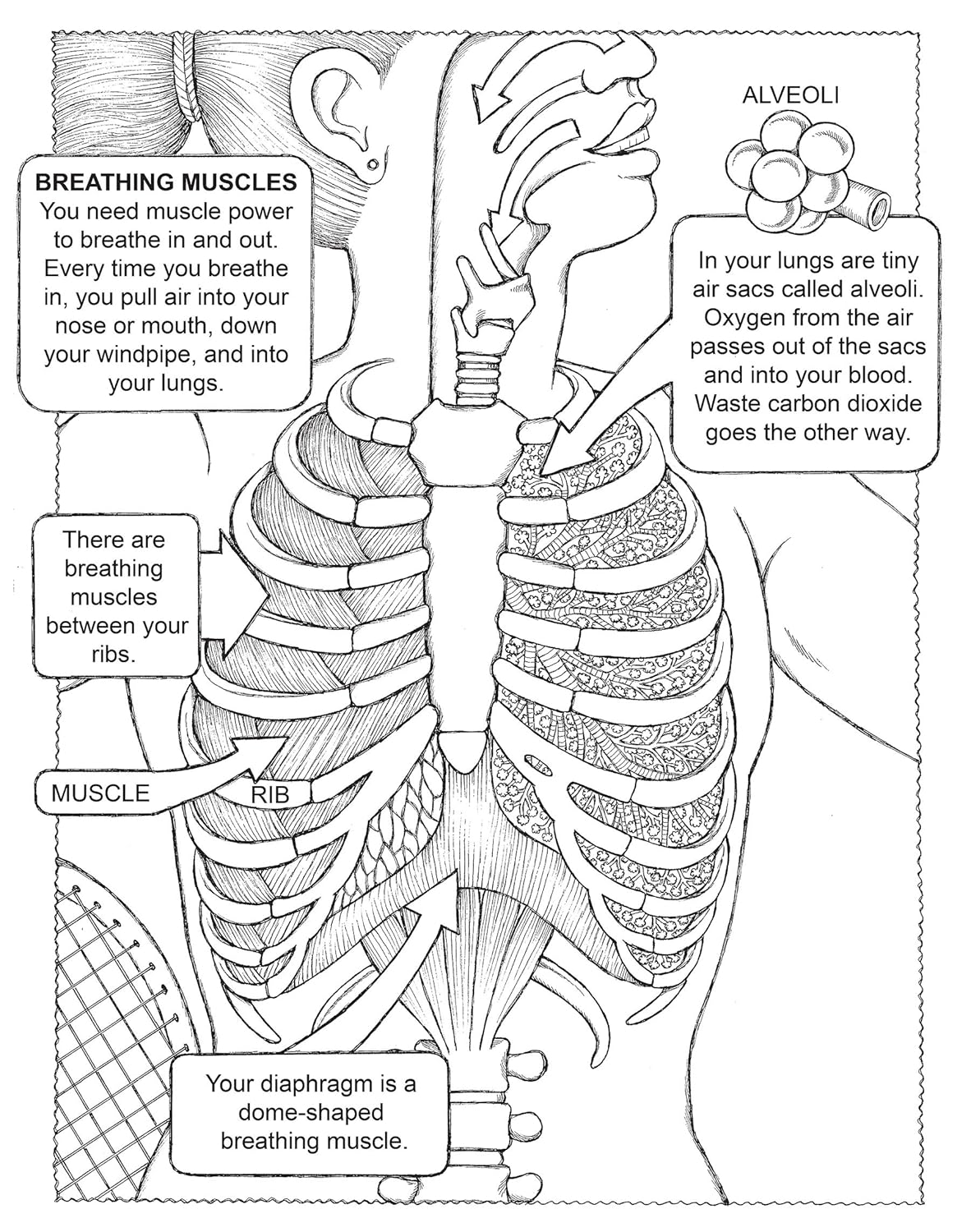 Discover the Wonders of the Human Body: A Fun Coloring Adventure - Korvel