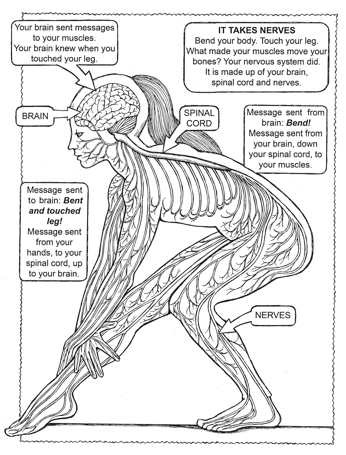 Discover the Wonders of the Human Body: A Fun Coloring Adventure - Korvel