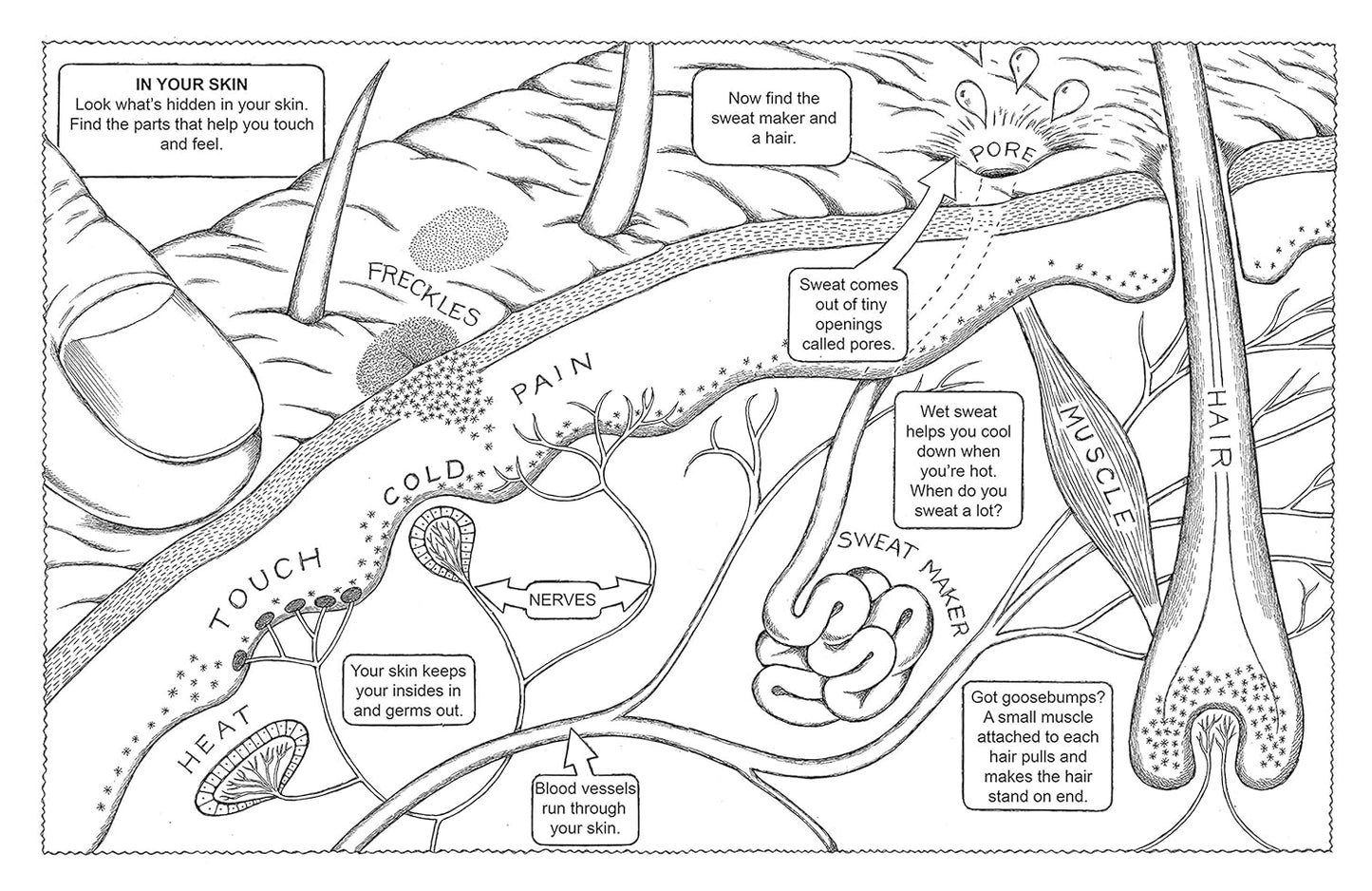 Discover the Wonders of the Human Body: A Fun Coloring Adventure - Korvel