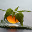 Premium Cut & Sifted Nettle Leaf