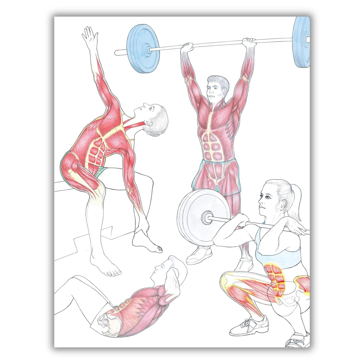 New Anatomy for Strength & Fitness Training: An Illustrated Guide to Your Muscles in Action Including Exercises Used in CrossFit (R), P90X (R), and Other Popular Fitness Programs (IMM Lifestyle Books) (Spiral-bound) - Korvel