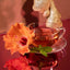 Infusión Orgánica de Hibisco y Jengibre