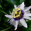 Premium Cut & Sifted Passion Flower