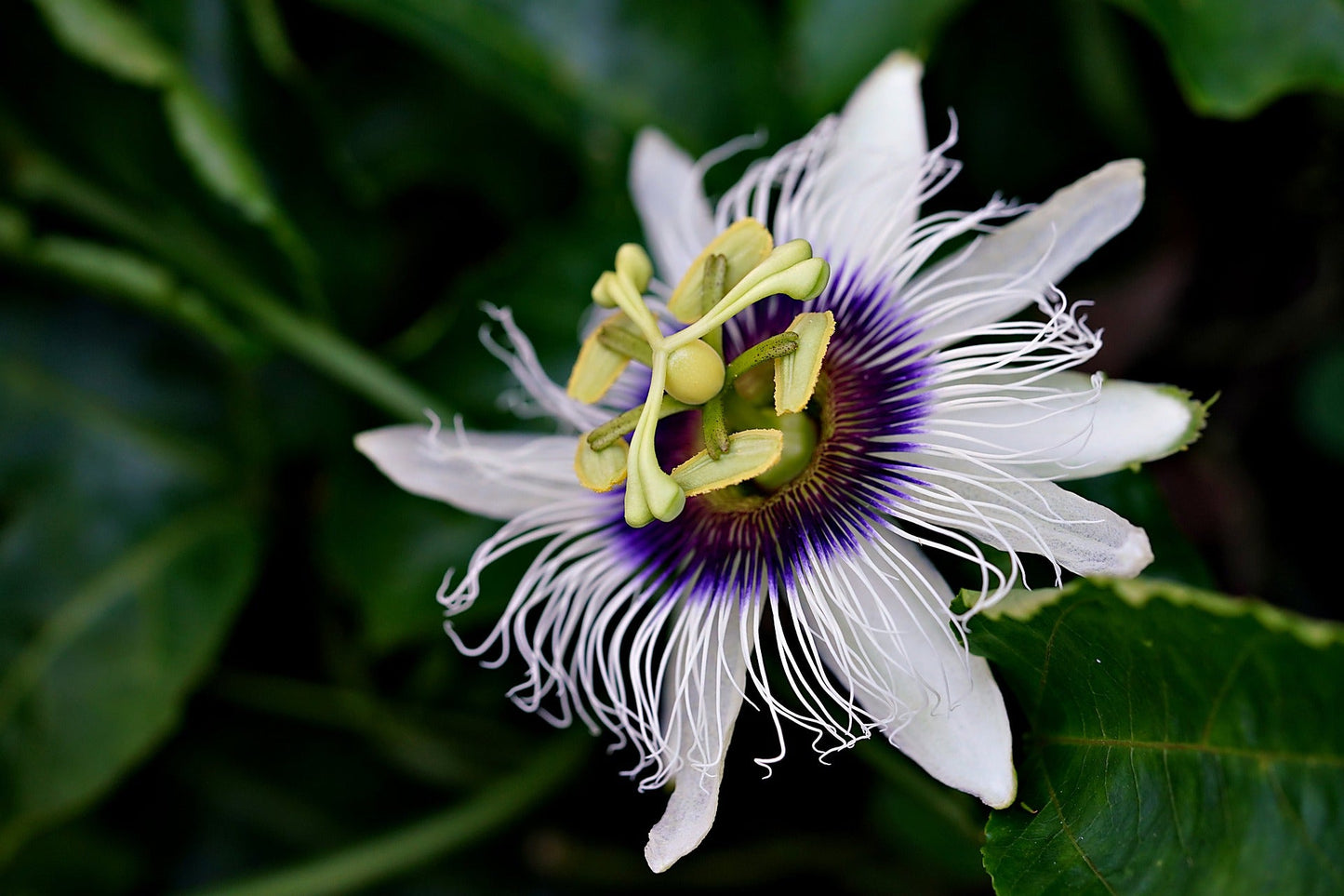 Premium Cut & Sifted Passion Flower