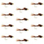 Premium Tungsten Bead Head Pheasant Tail Nymphs - 12 Pack, Size 14 - Korvel